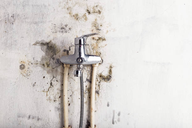 Best Emergency Mold Removal  in Goodview, MN