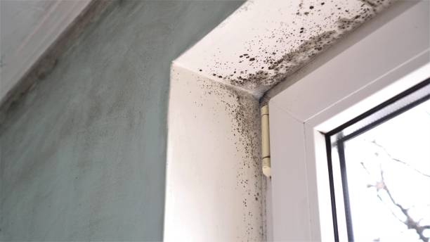 Best Crawl Space Mold Removal  in Goodview, MN