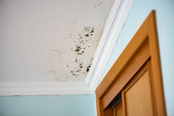 Best Fast Mold Removal  in Goodview, MN